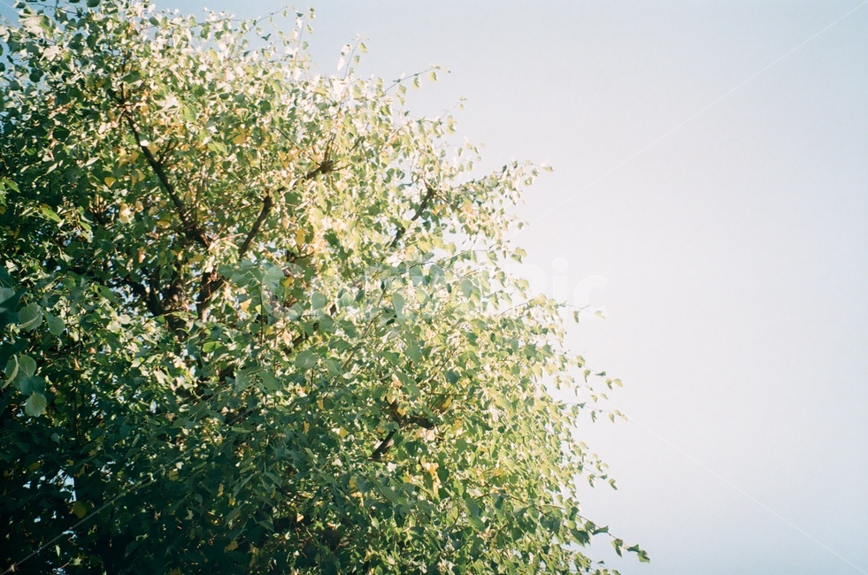 나무,하늘,필름카메라,여름,초록색,자연,풍경,nature,landscape,plant,식물
