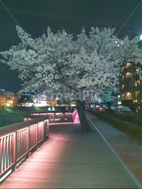 벚꽃,배경,봄,저녁,나무