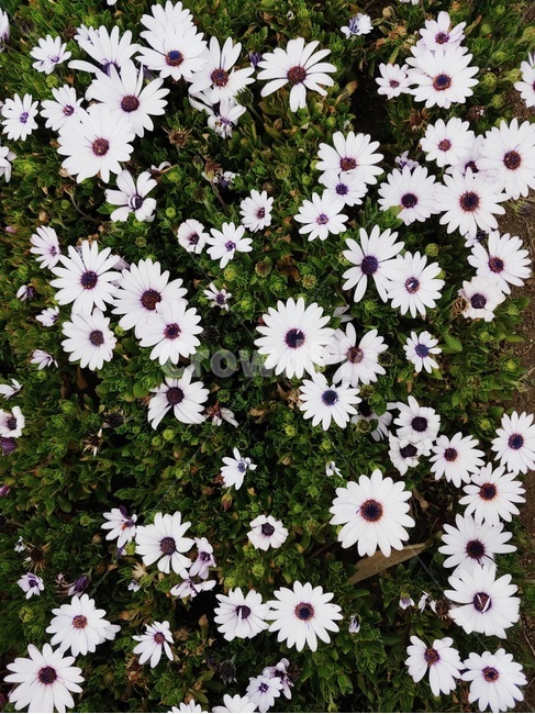 꽃,꽃밭,화단,들꽃,예쁜꽃,흰색꽃,파릇파릇,식물,자연,plants,nature,꽃,flower