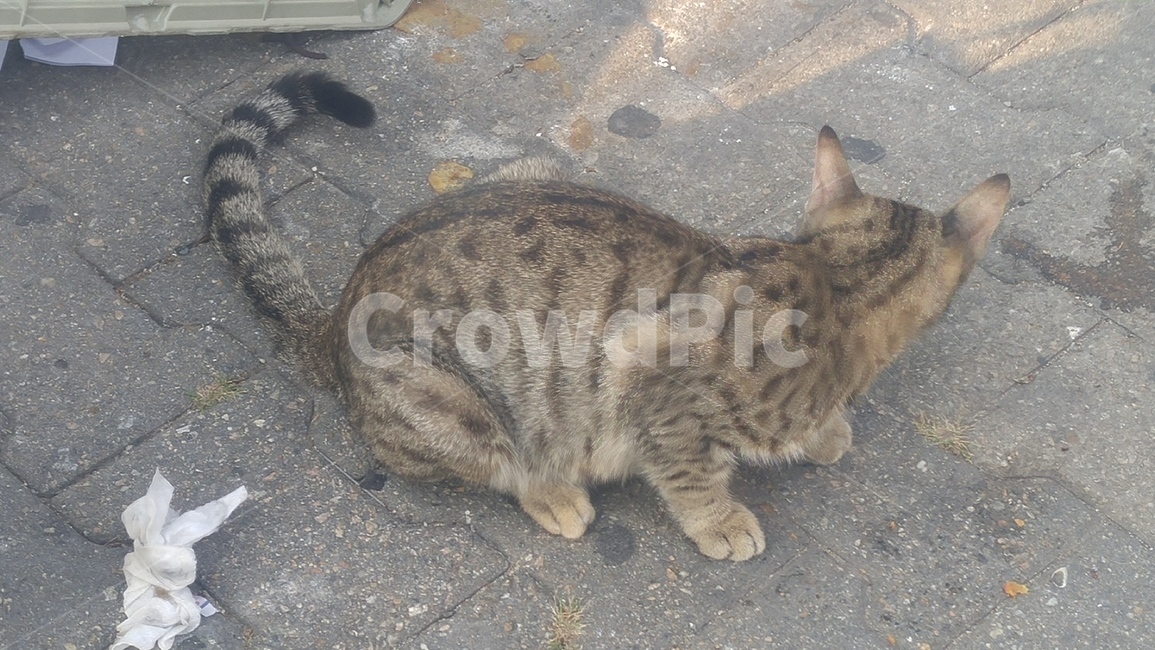 고양이,길고양이,동물,아기고양이,들고양이,동물,animal,포유류,mammal,고양이,cat,kitten,kitty