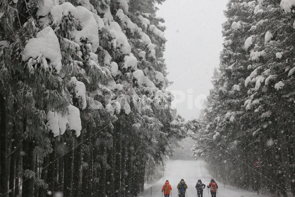 제주도,올레길,겨울풍경,함박눈,snow,snowyroad,자연,인간,눈,겨울,winter,여름,계절,summer,season,여행,휴가,traveling,vacation,trip,스포츠,레저,운동,sports,leisure,exercise