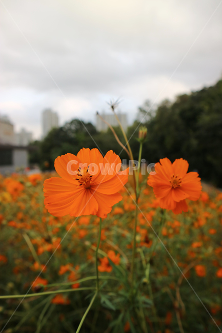 plant,식물,코스모스,황화코스모스,가을,꽃,flower,식물,자연,plants,nature,꽃,flower