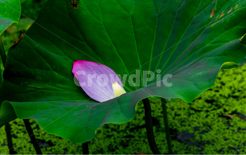 연잎,문양,무늬,꽃잎,낙화,식물,자연,plants,nature,꽃,flower