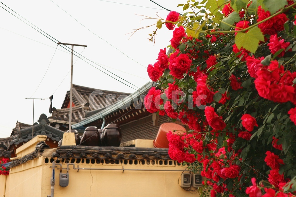 황리단길,경주,한옥,장미,봄,식물,자연,plants,nature,꽃,flower