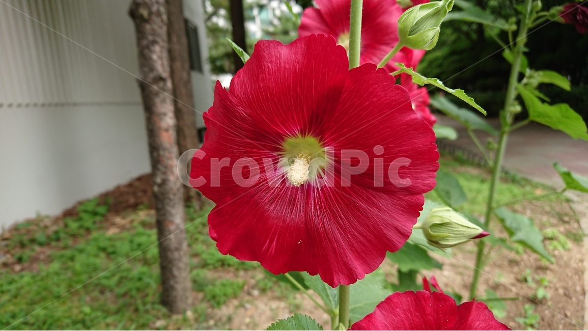 꽃,식물,꽃나무,빨간꽃,접시꽃,빨간색,red,여름,summer,식물,자연,plants,nature,꽃,flower