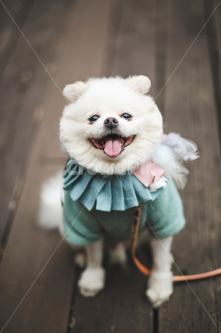 강아지,산책,반려견,애완동물,웃는강아지