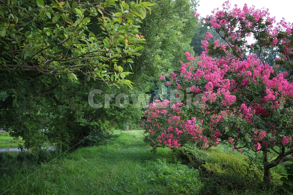 배롱나무,배롱,백일홍,여름꽃,담양,명옥헌,자연풍경,한국자연풍경,풍경,scenery,flower,tree,summerflower,여름,summer,자연,풍경,nature,landscape,plant,식물