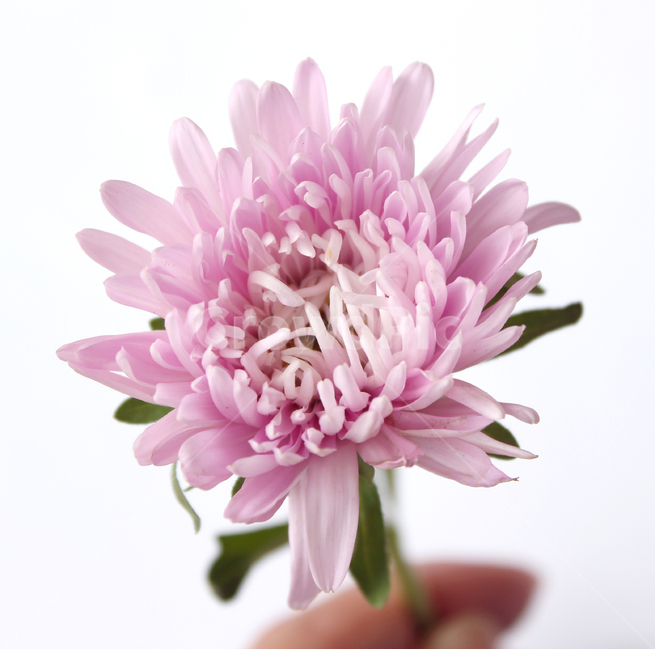 꽃,플라워,자연,식물,생화,국화,국화꽃,흰배경,분홍색,분홍,핑크,꽃,flower