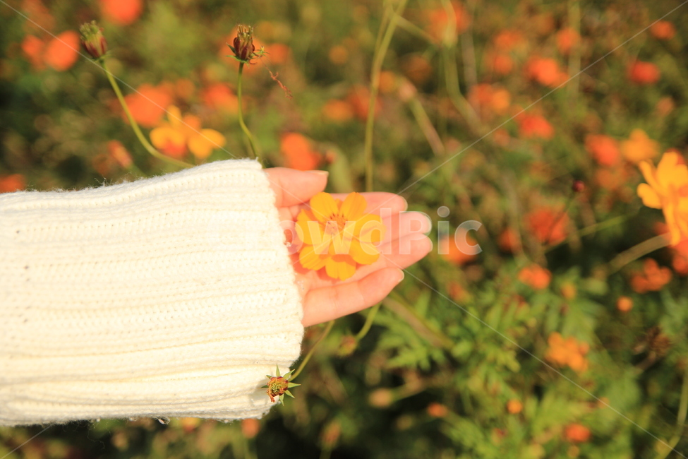 꽃,자연,가을,손,풍경,식물,자연,plants,nature,꽃,flower,사람,인물,인간,human,person,신체일부,몸,body
