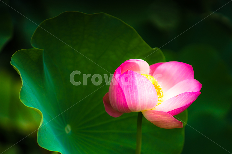 연,꽃,연꽃,연잎,수생,식물,호수,공원,식물,자연,plants,nature,꽃,flower
