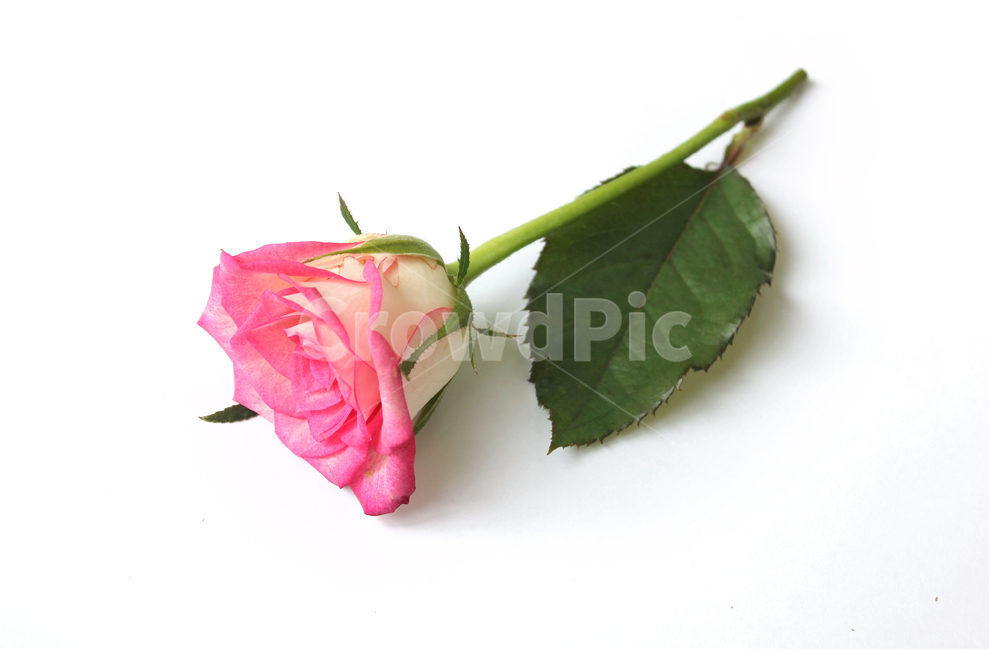 꽃,장미,장미꽃,핑크,생화,rose,flower,pink,신선한,green,leaf,leaves,녹색,그린,잎,나뭇잎,장미잎,탑앵글,식물,사랑,로맨스,love,romantic,식물,자연,plants,nature,꽃,flower,기념일,축하,anniversary,congratulation,celebrate,celebration,누끼,remove background