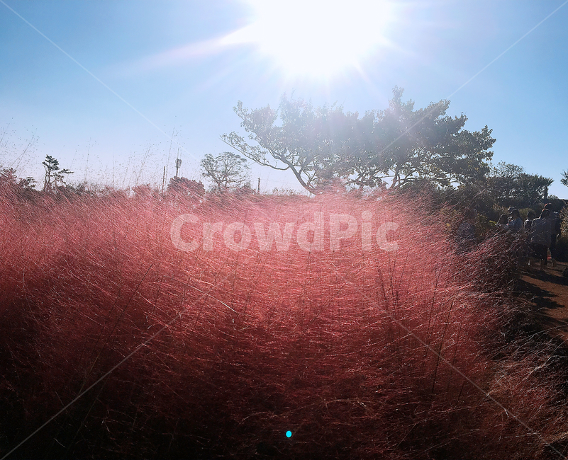 핑크뮬리,제주도,제주핑크뮬리,해,나무,뮬리,빛,light