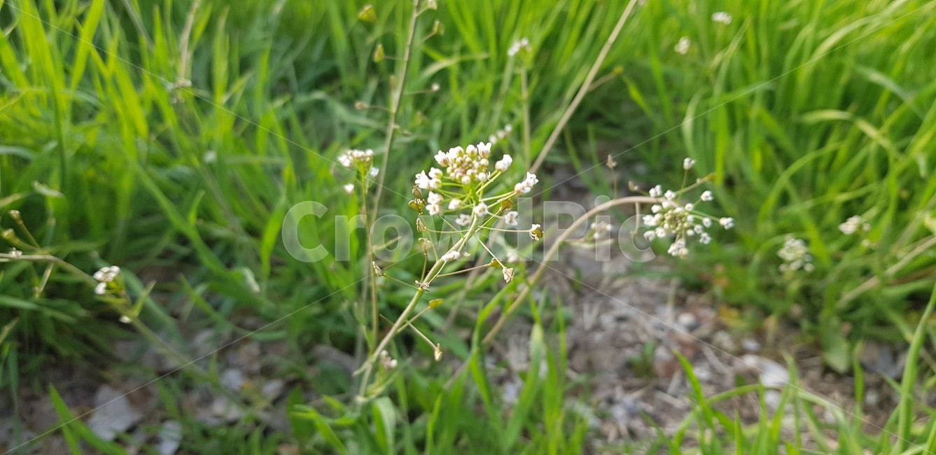 풀꽃,잔디,꽃,식물,plant,green