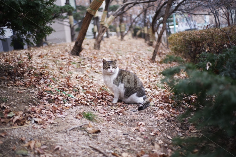 고양이,길고양이,길냥이,애완동물,반려동물,생명,자연,야생,동물,포유류,야생동물,야생고양이,미묘,미냥,cat,kitty,kitten,cute,lovely,adorable,pet,animal,street,streetcat,stray,straycat,wild,wildlife,wildcat,wildanimal,nature,natural,beauty,beautiful,동물,animal,포유류,mammal,고양이,cat,kitten,kitty
