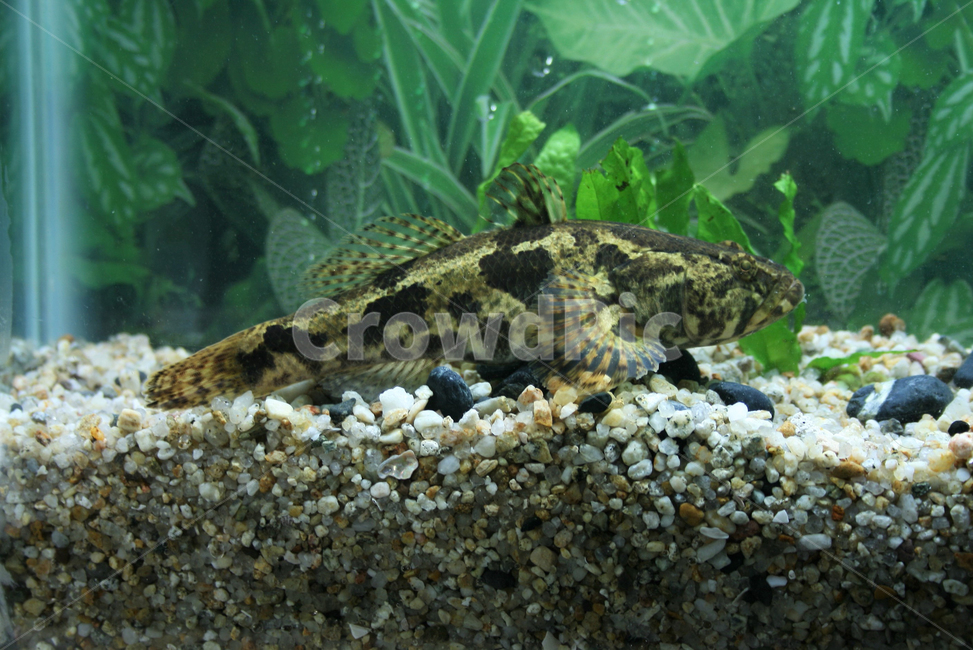 얼록동사리,한국고유종,특산종,동사릿과,민물고기,동물,animal,어류,물고기,fish