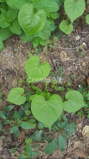 하트,잎,잎사귀,풀,식물,식물,자연,plants,nature