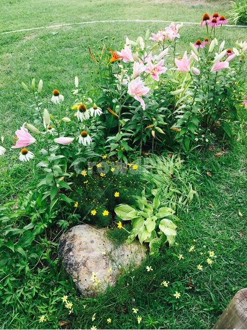 꽃,자연,식물,flower,nature,나리,나리꽃,lily,botany,분홍,pink,정원,식물,자연,plants,nature,꽃,flower