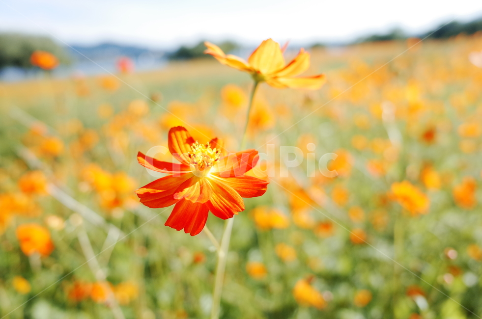 자연,코스모스,꽃,공원,풍경,가을,가을,계절,fall,autumn,season,식물,자연,plants,nature,꽃,flower,plant,petal,꽃잎,blossom,daisies,데이지,daisy