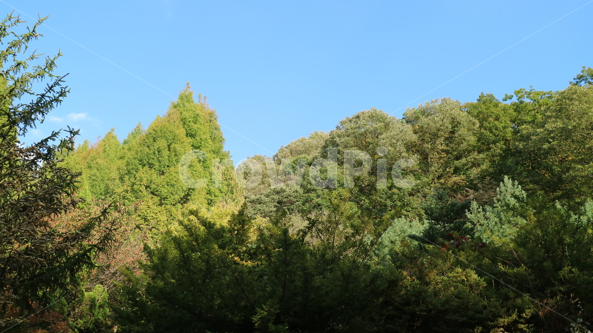 plant,식물,tree,나무,하늘,가을,가을하늘,숲