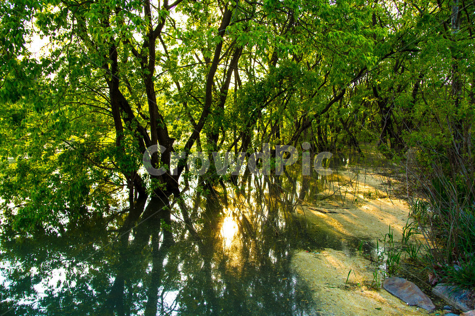 나무,수풀,강,연못,빛,자연,자연,풍경,nature,landscape,tree,plant,식물