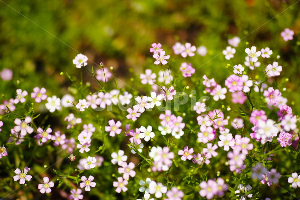 안개초,작은꽃,꽃밭,귀여움,화사한,들꽃,연분홍,식물,자연,plants,nature,꽃,flower