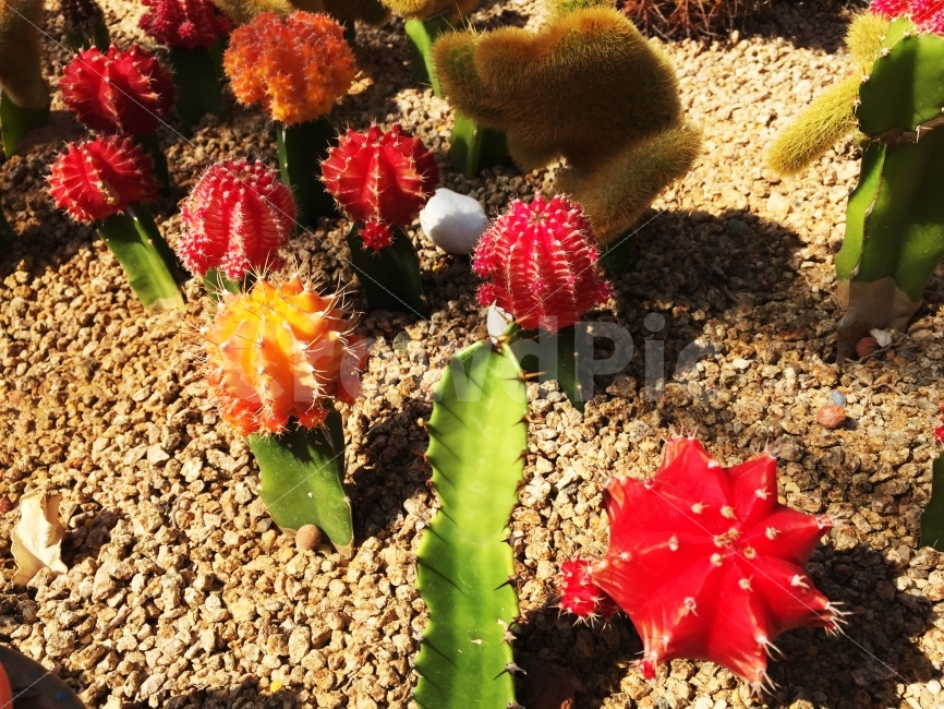 선인장,꽃,분위기,따뜻함,햇빛,식물,자연,plants,nature