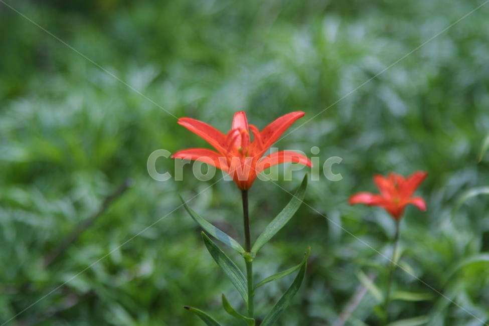 plant,식물,blossom,꽃,flower,식물,자연,plants,nature,꽃,flower