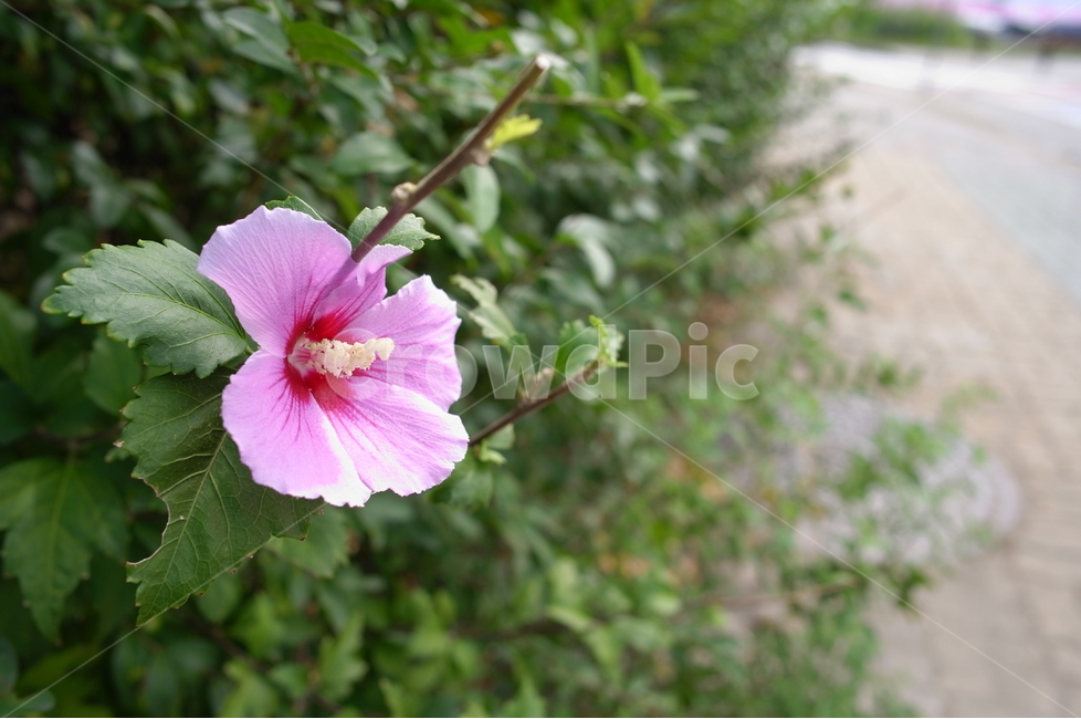 식물,무궁화,여름,길거리,꽃,아웃포커싱,식물,자연,plants,nature,꽃,flower
