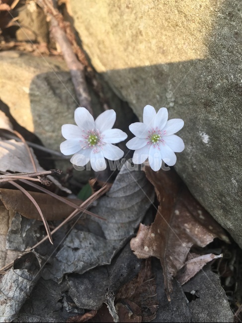plant,식물,blossom,anemone,아네모네,flower,꽃,geranium,제라늄,식물,자연,plants,nature,꽃,flower