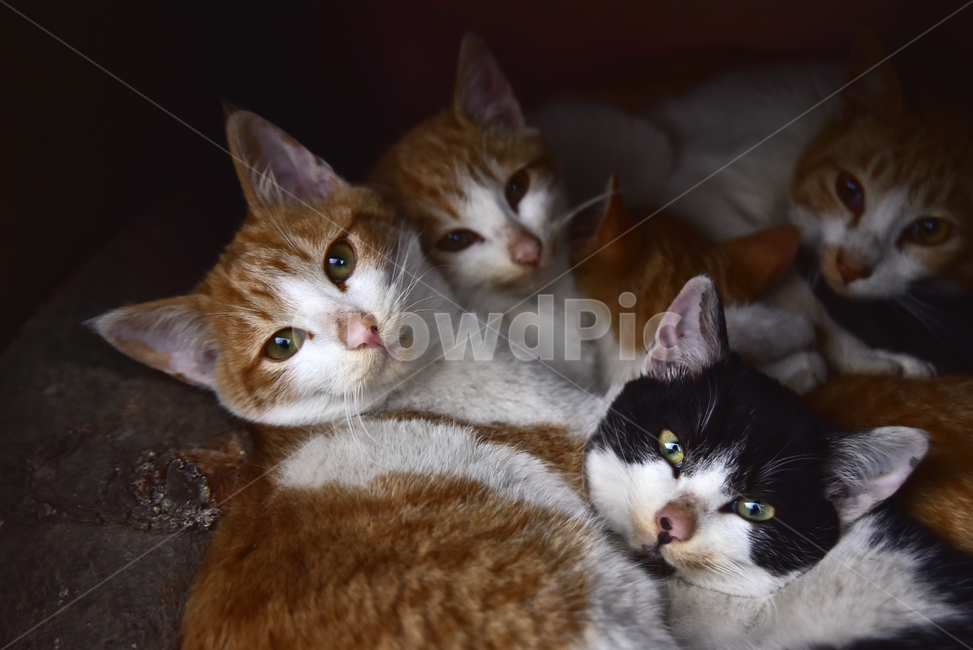 고양이,캣,시선,동물,애니멀,바라보다,4마리,촛점,애교,cats,animal,배경,바탕,백그라운드,무늬,냥이,애완동물,반려동물,어린,새끼고양이,동물,animal,포유류,mammal,고양이,cat,kitten,kitty