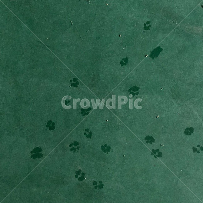 강아지,발바닥,발자국,빗물,그림자,초록색,초록,발자취,바닥,흔적,발흔적,강아지발바닥,dog,동물,동물발바닥,animal,puppy