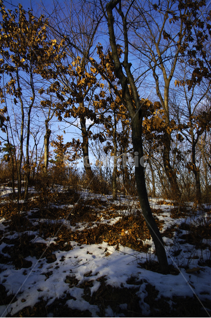 겨울,winter,풍경,설경,눈,식물,plant,자연,nature,나무,겨울,계절,winter,season,자연,풍경,nature,landscape,tree,tree trunk,나무 줄기