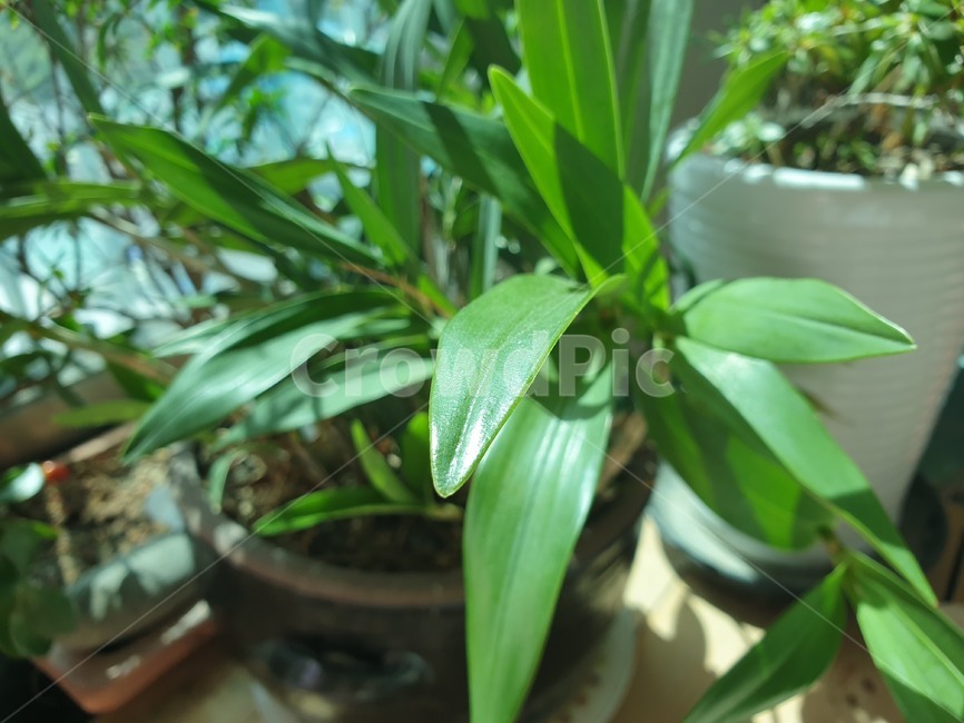 plant,식물,잎,푸른,초록색,나뭇잎,싱싱한,화분