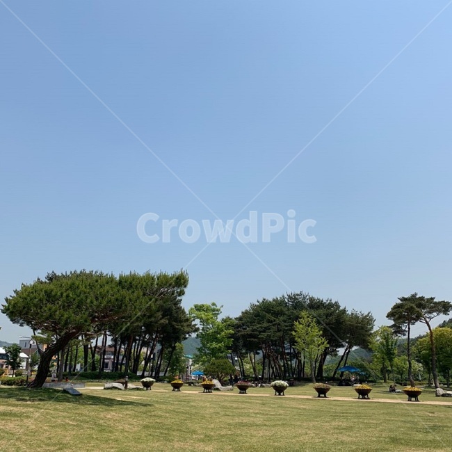 공원,잔디,봄,하늘,나무