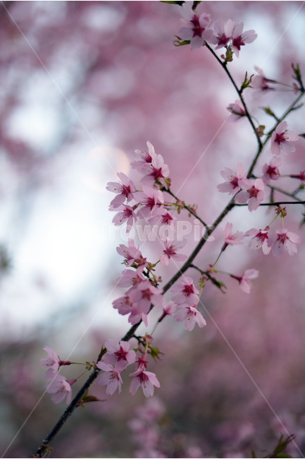 봄,벚꽃,분홍,따뜻한,행복,사랑,감성,봄꽃,봄,계절,spring,season,식물,자연,plants,nature,꽃,flower,plant,blossom