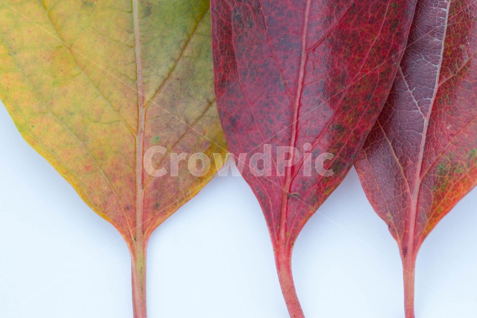 노랑,주황색,계절별,계절,노화,갈색,시즌,배경,단풍,가을,낙엽,잎,leaf,식물,가을,계절,fall,autumn,season