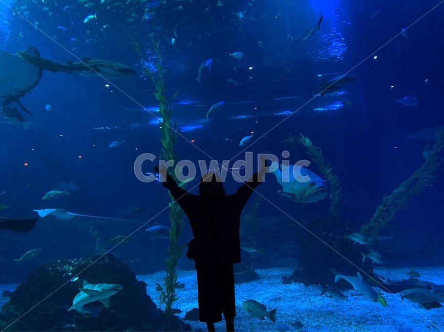 아쿠아리움,바다,물고기,블루,aquarium,jeju,제주도,만세