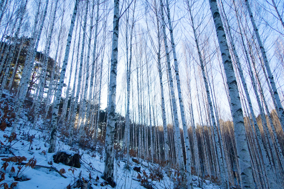 자연,풍경,겨울,자작나무,감성,는,눈밭,겨울,계절,winter,season,자연,풍경,nature,landscape,한국자연풍경,한국자연경관,korea nature landscape,식물,plants,나무,trees,wood,outdoors,옥외,tree,plant,snow,눈