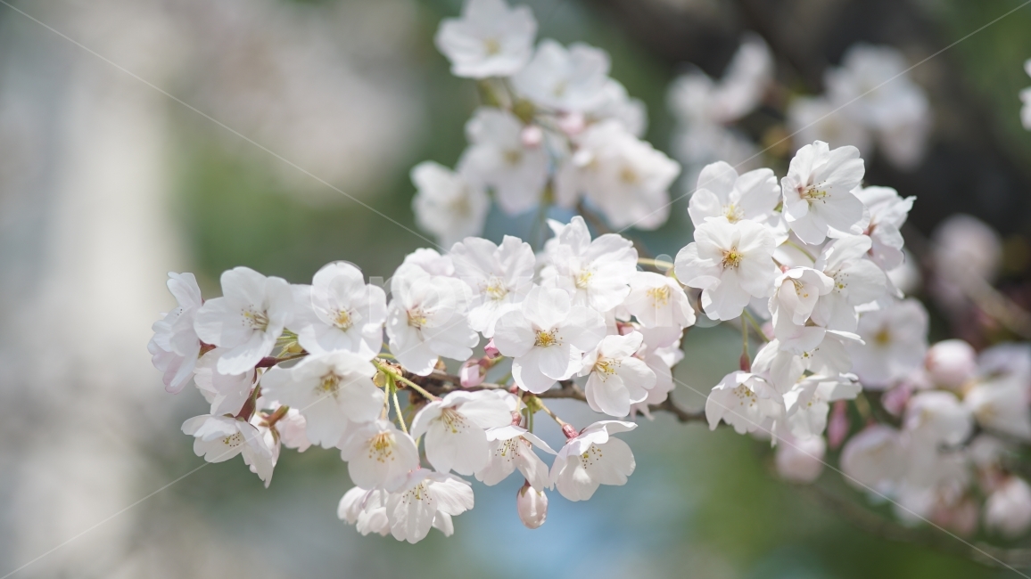 벚꽃,봄,꽃,봄꽃,사쿠라,sakura,봄,계절,spring,season,식물,자연,plants,nature,꽃,flower,감성,sensible,feeling,plant,blossom