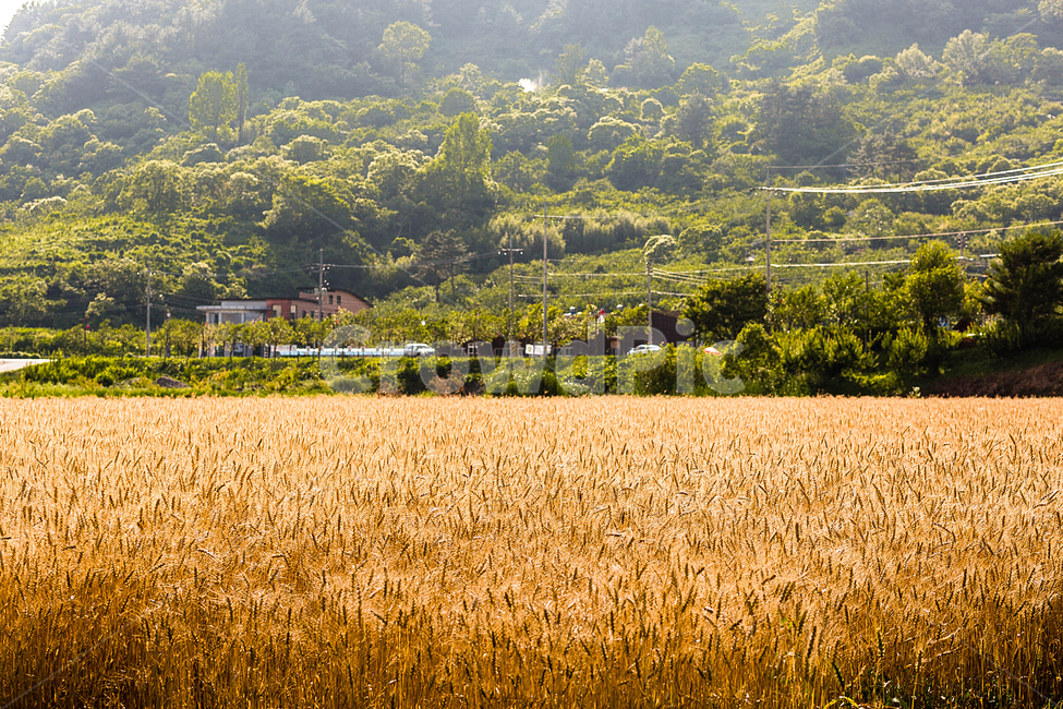 golden field,farming,golden sunset,barley,country road,Hadong