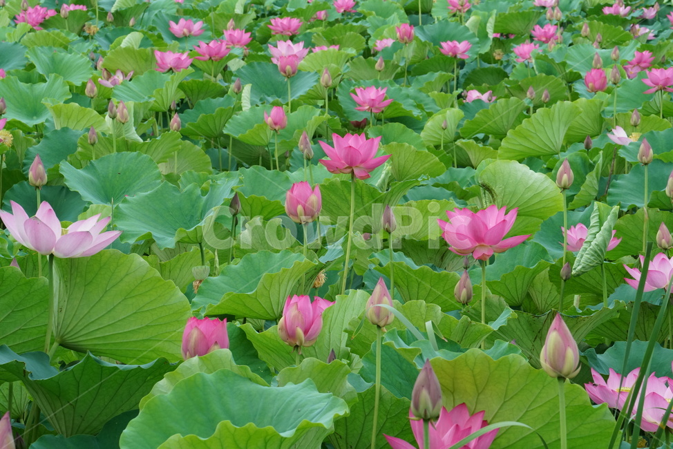 연꽃,련꽃,수초,식물,lotus,담수초,수중식물,수련과
