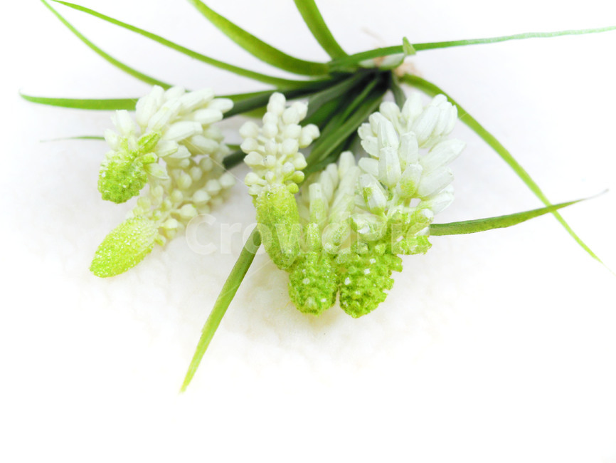 plant,식물,조화,artificialflower,무스카리