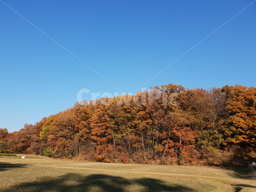 가을풍경,단풍,단풍놀이,가을감성,소나무,융릉,건릉,산책로,숲,나무,낙엽,가을,계절,fall,autumn,season,자연,풍경,nature,landscape,outdoors,옥외,grassland,목초지,field,들