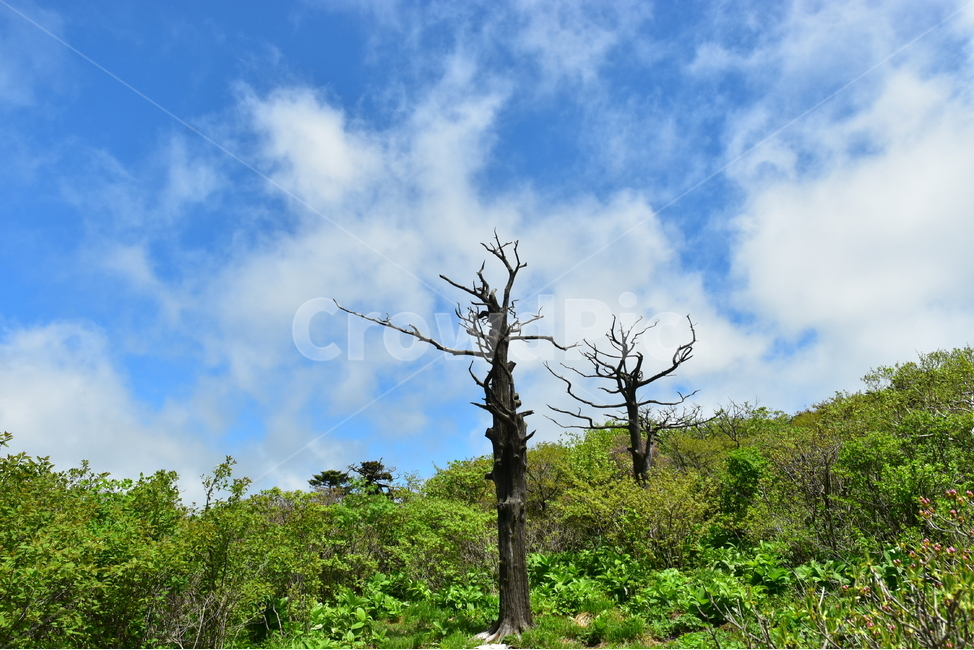 태백산,주목,풍경,자연,국립공원,명산,신비로운,경이로운,아름다운,다큐,필,힐링,landscape,season,nature,비경,경치,하늘,구름,봄,자연,풍경,nature,landscape,한국자연풍경,한국자연경관,korea nature landscape,outdoors,옥외