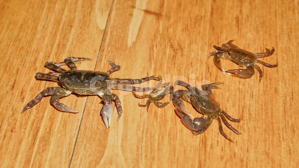 게,밤게,칠게,바다,갯벌,갯뻘,서해,접사,초접사,crap,nature,shellfish,동물,animal