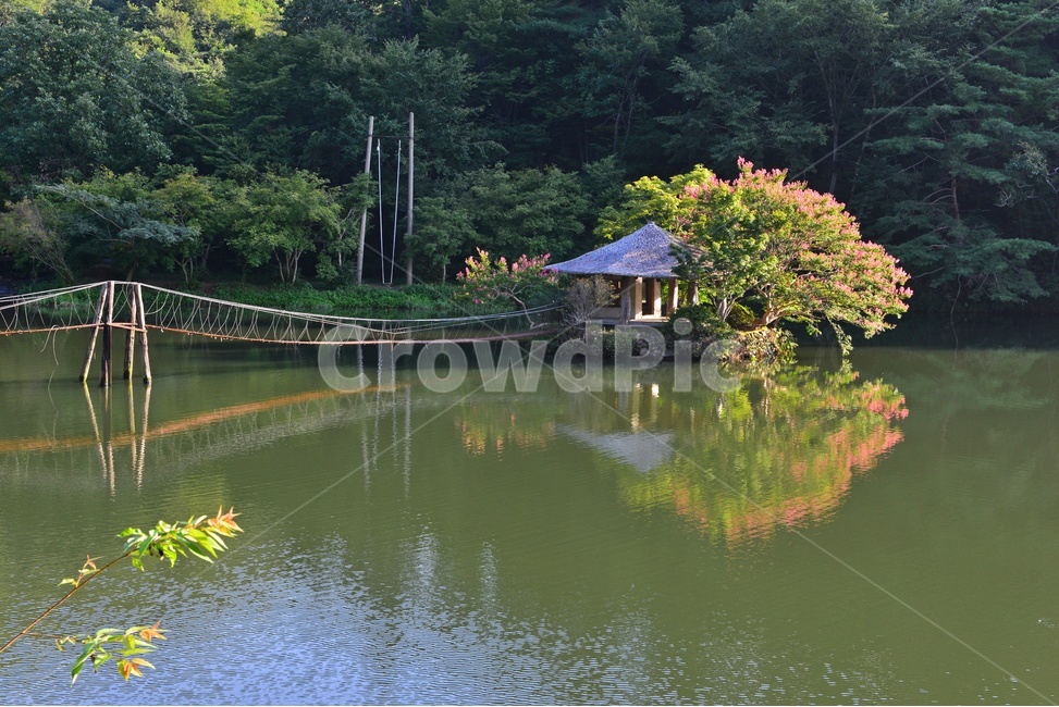 water,물,nature,자연,outdoors,옥외,순천,일일레져타운,배롱나무,배롱나무꽃,반영,저수지
