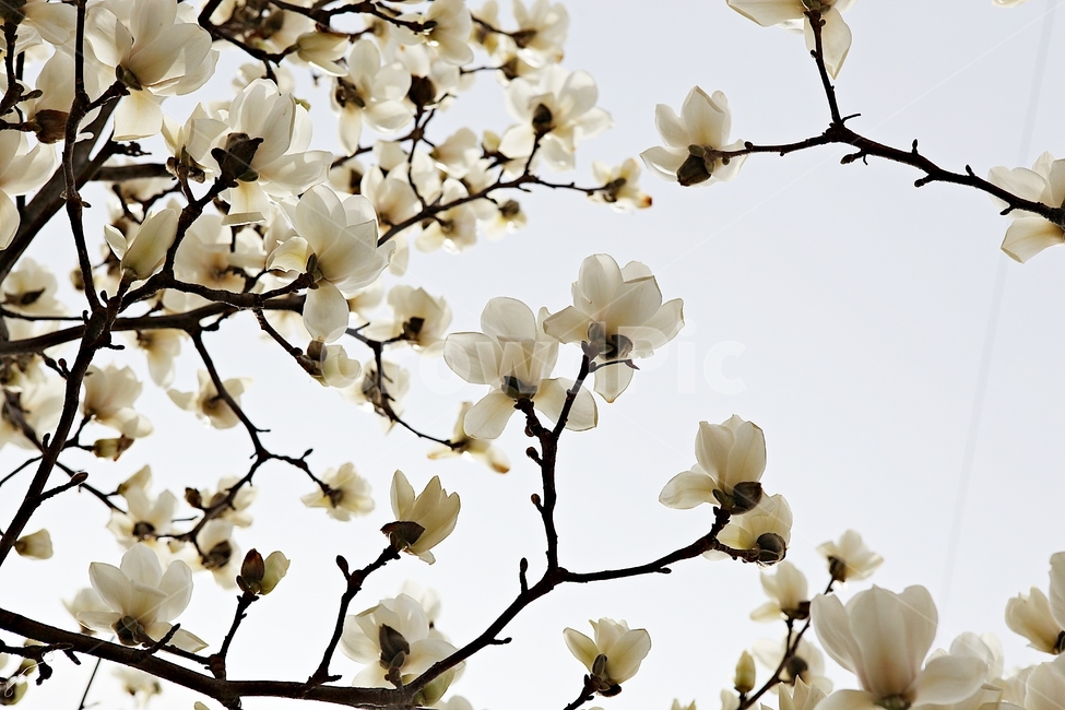 목련,목련꽃,흰목련,봄꽃,꽃,봄,식물,자연,공원,식물,자연,plants,nature,꽃,flower