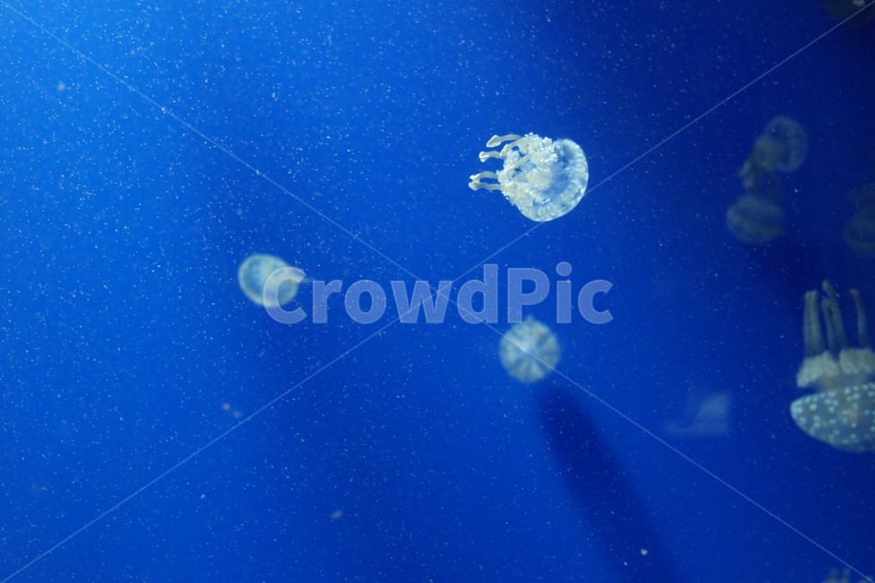 해파리,미니해파리,수족관,아쿠아리움,생명체,jellyfish,aquatic