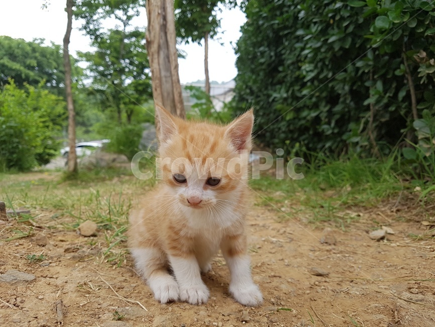 고양이,아기고양이,pet,애완동물,cat,animal,동물,mammal,포유류,kitten,고양이새끼,앉아있는,길고양이,동물,animal,포유류,mammal,고양이,cat,kitten,kitty