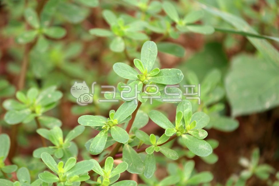 식물,잎,plant,leaf,쇠비름